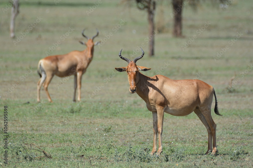 Serengeti Plains Serengeti Plains