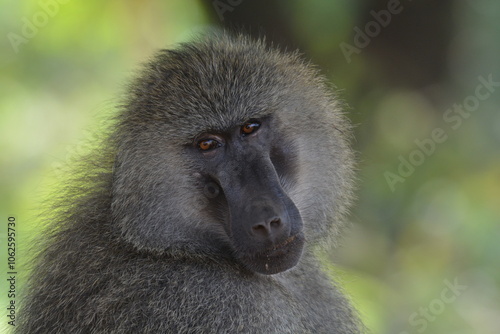 Baboon
