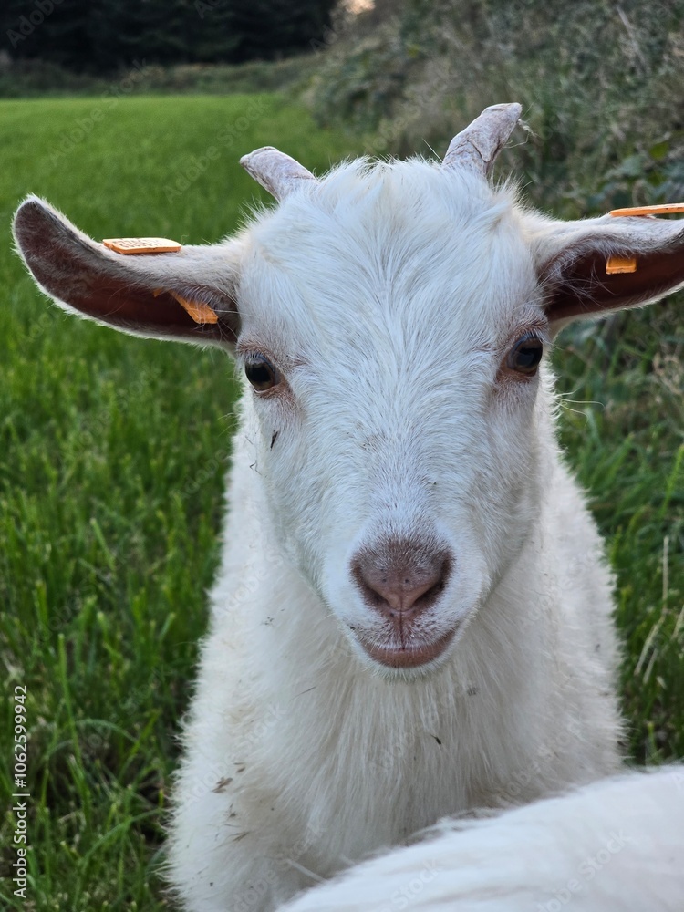 Obraz premium Nigora Goat