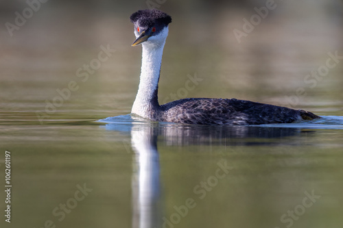 A western grebe in the water