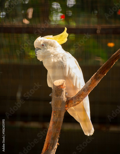 A Yellow Crested Cockatoo bird is perched on a tree branch photo