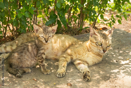 a mother cat and her kittens resting peacefully beside a lush green plant photo