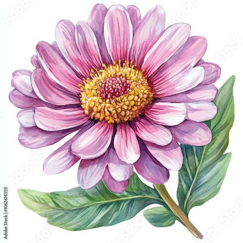 Soldaster flower watercolor clipart illustration