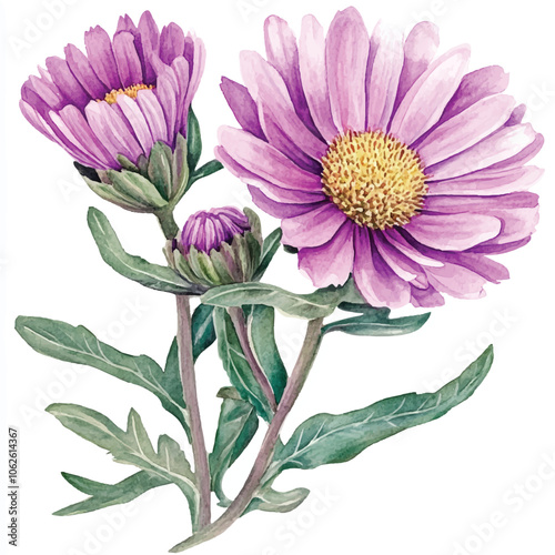 Soldaster flower watercolor clipart illustration