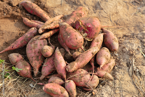 A bunch of freshly dug sweet potatoes