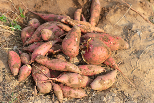 A bunch of freshly dug sweet potatoes