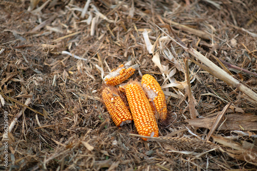 Corn on the cob scattered in a cornfield