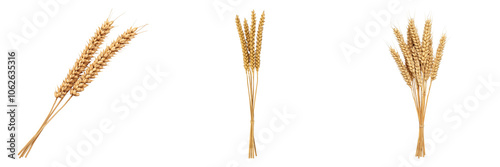 Golden Wheat Stalks A Symbol of Abundance and Agriculture in Nature's Bounty