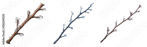 PNG Delicate Twigs with Buds on a Transparent Background. Isolated on transparent background