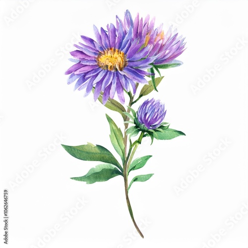 watercolor Aster flower branch, isolated on white