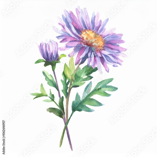 watercolor Aster flower branch, isolated on white