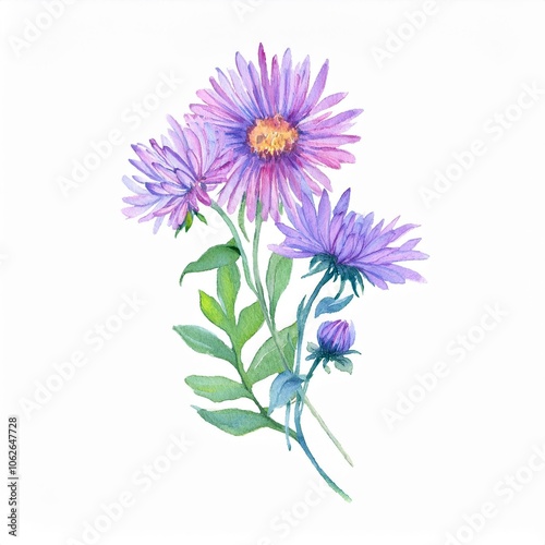 watercolor Aster flower branch, isolated on white