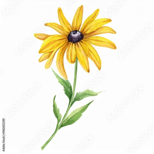 watercolor Black-eyed Susan flower branch, isolated on white