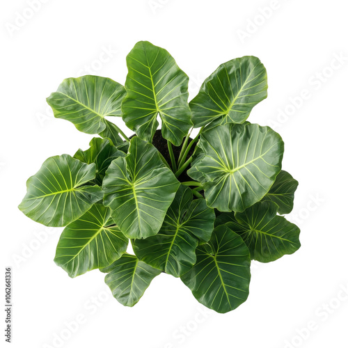 Lush green houseplant with broad leaves against a transparent background showcasing its vibrant colors and unique leaf texture photo