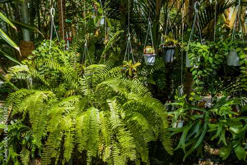 Lush ferns (Nephrolepis exaltata) and various hanging plants thrive in a vibrant greenhouse environment