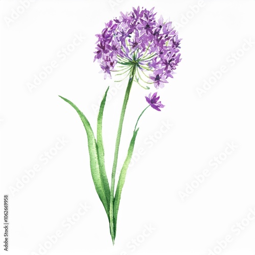 watercolor Allium flower branch, isolated on white