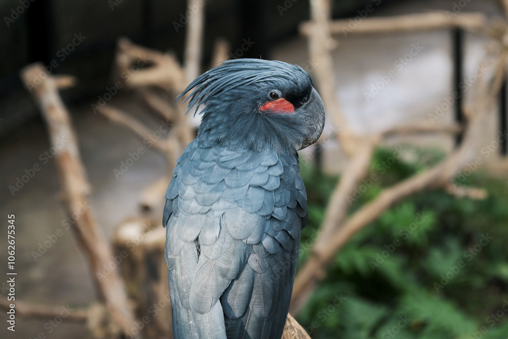 Obraz premium High Angle of Black Palm Cockatoo Sitting on Tree Branch