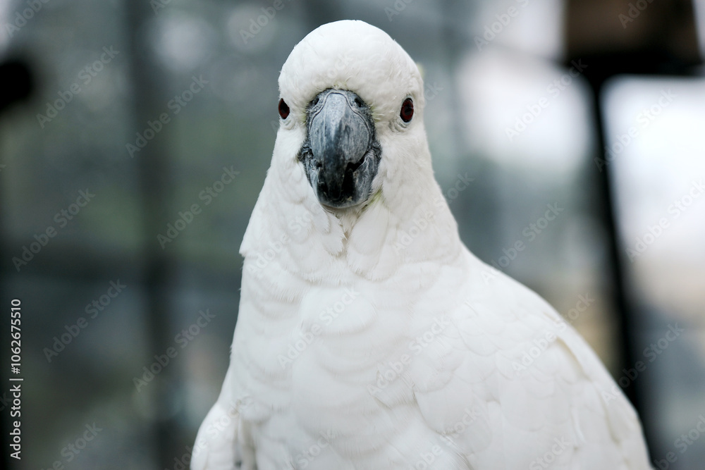 Close Up of White Parrot Against Blurred Background Close Up of White Parrot Against Blurred Background