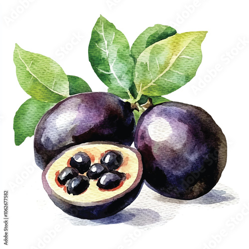 Jaboticaba fruit watercolor clipart illustration