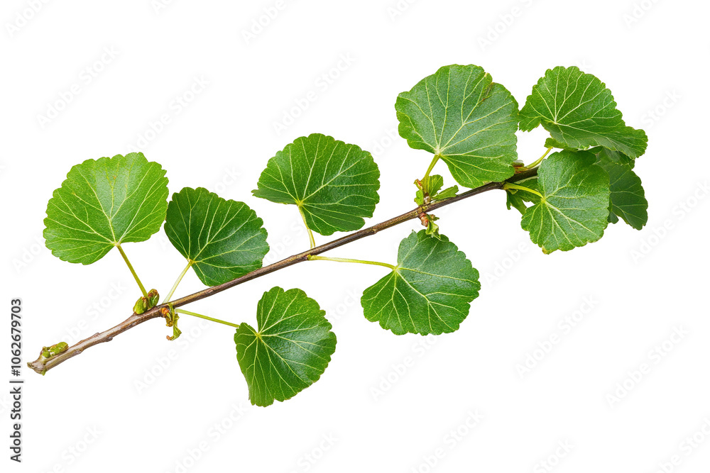 Fototapeta premium Green Leaf Branch Isolated PNG object