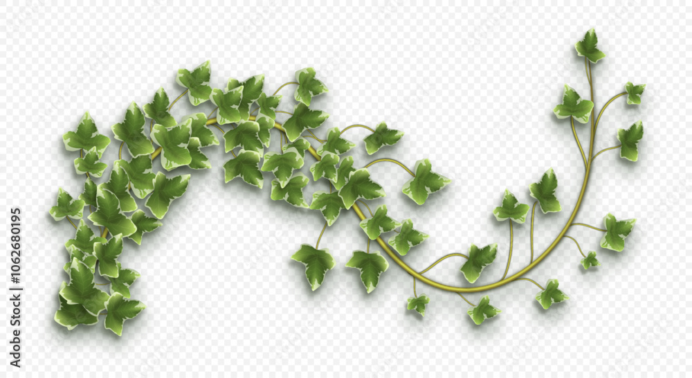 Ivy vine with lush green leaves. Hedera trailing branch isolated on a grey background. Vector illustration.