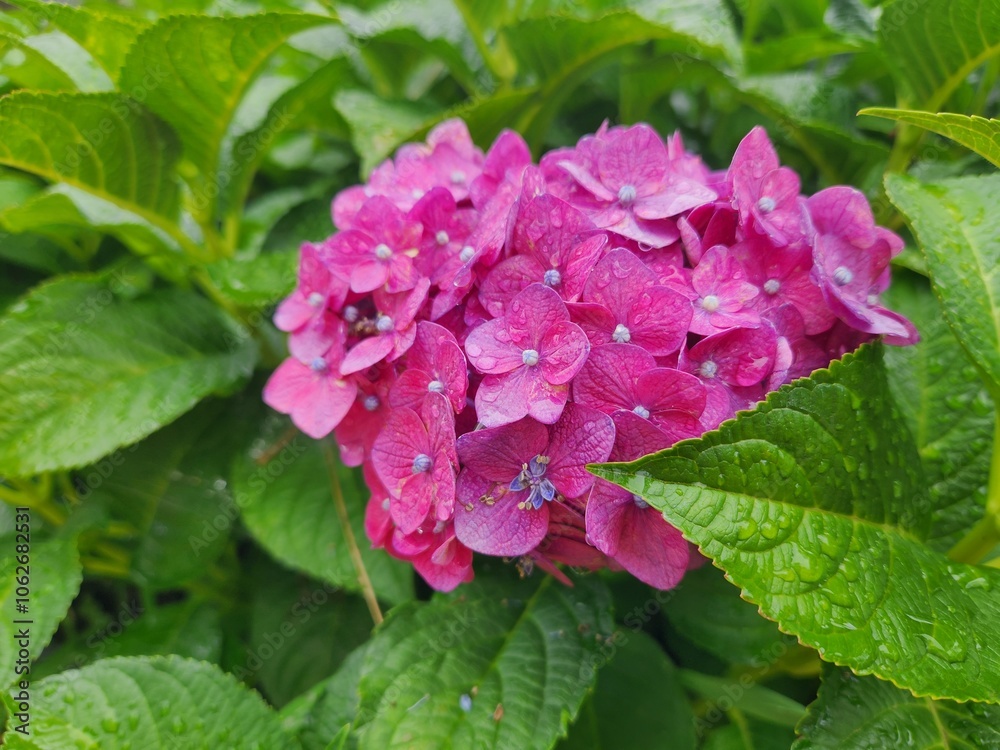 Hydrangea macrophylla. Blooming cultivar bigleaf pink hydrangea close-up. Hydrangea macrophylla. Blooming cultivar bigleaf pink hydrangea close-up.