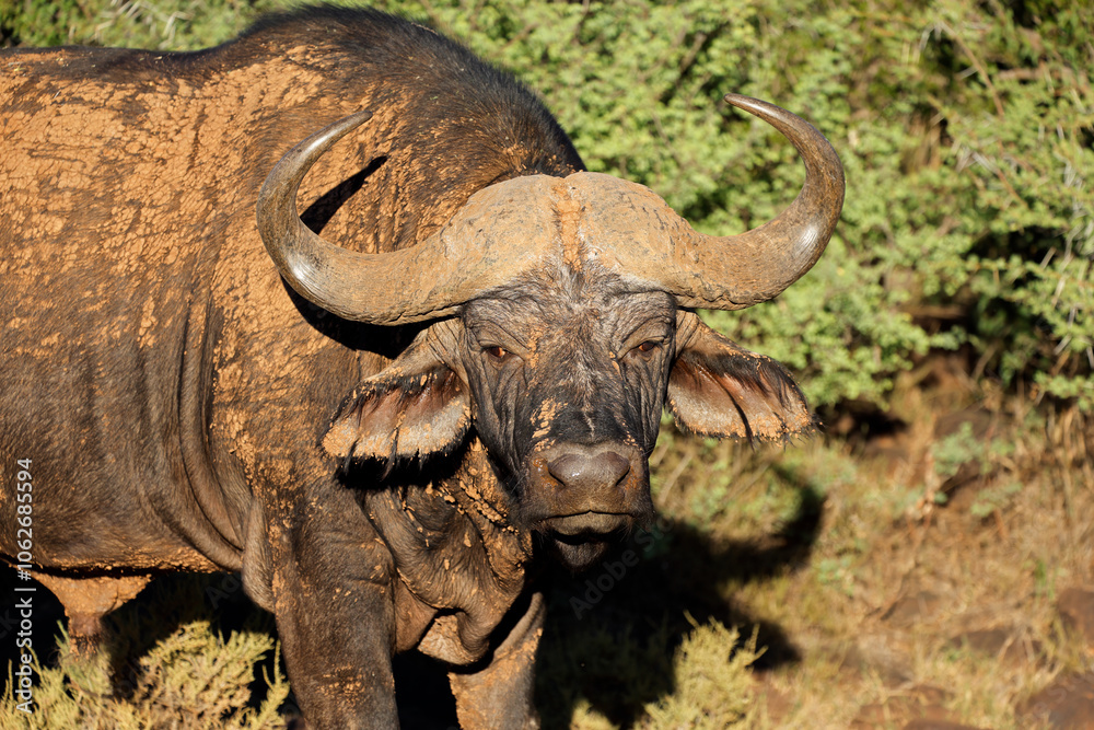 Obraz premium Portrait of an African or Cape buffalo (Syncerus caffer), Mokala National Park, South Africa.
