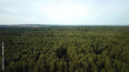Beautiful summer landscape of river and forest