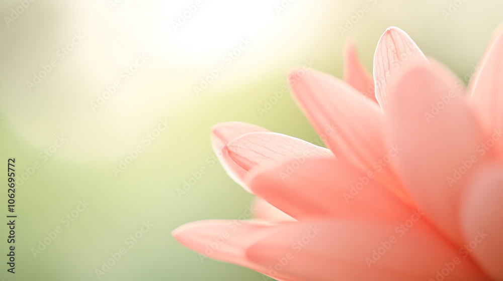 Obraz premium An outdoor macro image focuses on the delicate petals of a wildflower, capturing subtle color gradients and minute textures. Each petal displays intricate lines and natural imperfections, bathed in
