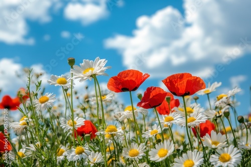 Beautiful summer fields with blooming poppies and green grass, calm atmosphere, sunny day