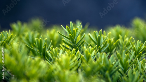Vibrant close-up of Japanese yew shrub plant with lush green foliage – perfect for garden design, landscaping, and botanical themes.