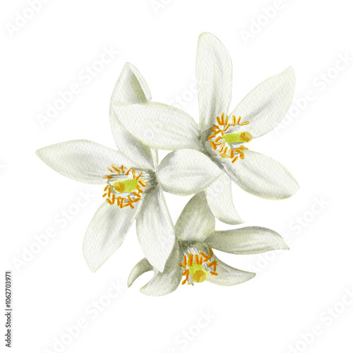 White flowers of a citrus tree. Flowers with five petals. Orange, lemon, tangerine and lime plant. Fruit buds. Watercolor illustration. No background