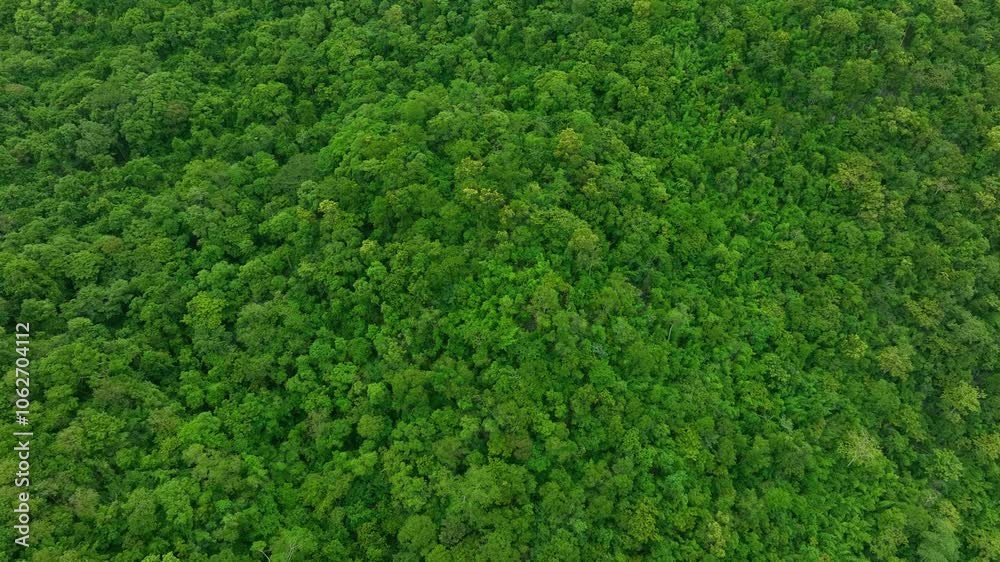aerial view of dark green forest Abundant natural ecosystems of rainforest. Concept of nature forest preservation and reforestation aerial view of dark green forest Abundant natural ecosystems of rainforest. Concept of nature forest preservation and reforestation