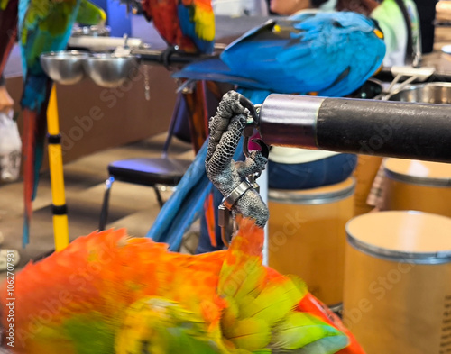 The chain for parrot on his leg 