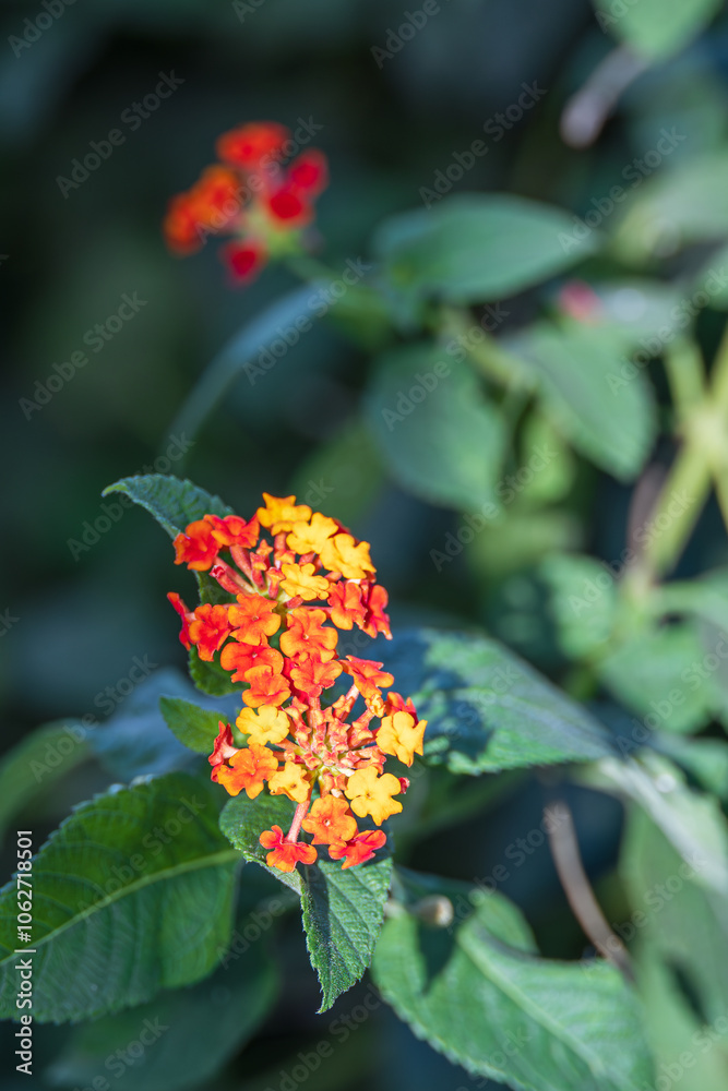 Lantana camara, a Verbenaceae plant with colorful petals. lantana, Lantana flower Lantana camara, a Verbenaceae plant with colorful petals. lantana, Lantana flower