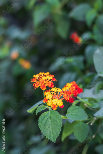 Lantana camara, a Verbenaceae plant with colorful petals. lantana, Lantana flower