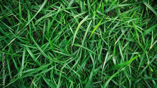 Fresh Green Grass Texture for Nature Backgrounds