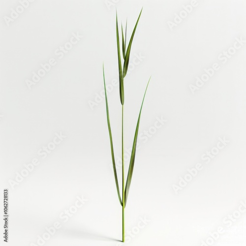  A grass blade, single blade, white background