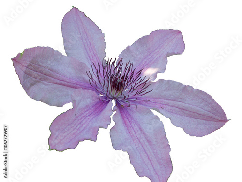 Clematis