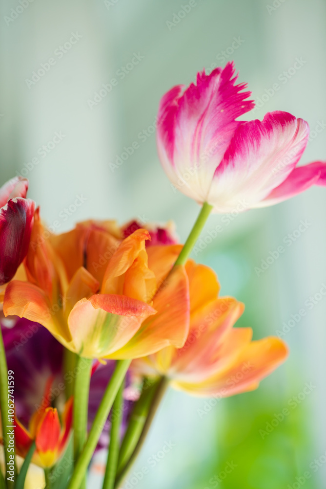 fresh tulips in the vase fresh tulips in the vase
