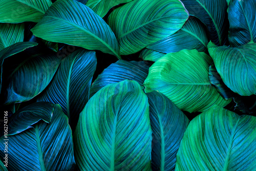 leaves of Spathiphyllum cannifolium, abstract green texture, nature background, tropical leaf.