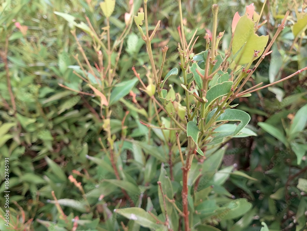 Red shoots leaves (Syzygium oleina) show signs of caterpillar damage, with torn and partially eaten leaves. The vivid green and red hues create a striking contrast with the imperfections left behind.