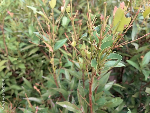 Red shoots leaves (Syzygium oleina) show signs of caterpillar damage, with torn and partially eaten leaves. The vivid green and red hues create a striking contrast with the imperfections left behind. photo