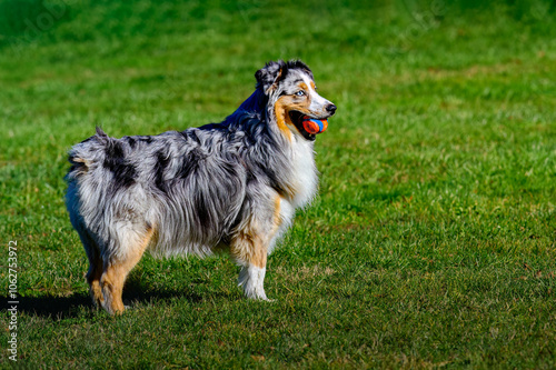 2024-10-24 A SIDE SHOT OF A AUSTRALIAN SHEPARD WITH A MULTI COLORD BALL IN ITS MOUTH WITH A BEAUTIFUL EYE AND TRI COLORED COAT IN MEDINA WASHINGTON photo