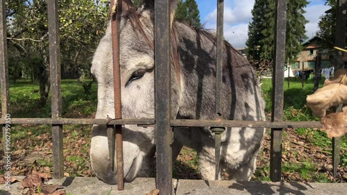 Visiting a domesticated donkey and feeding him through the fence. photo