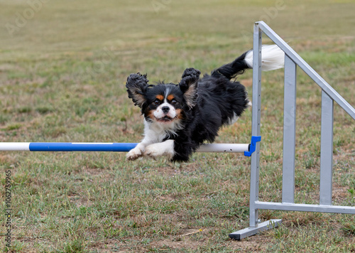 dog and agility