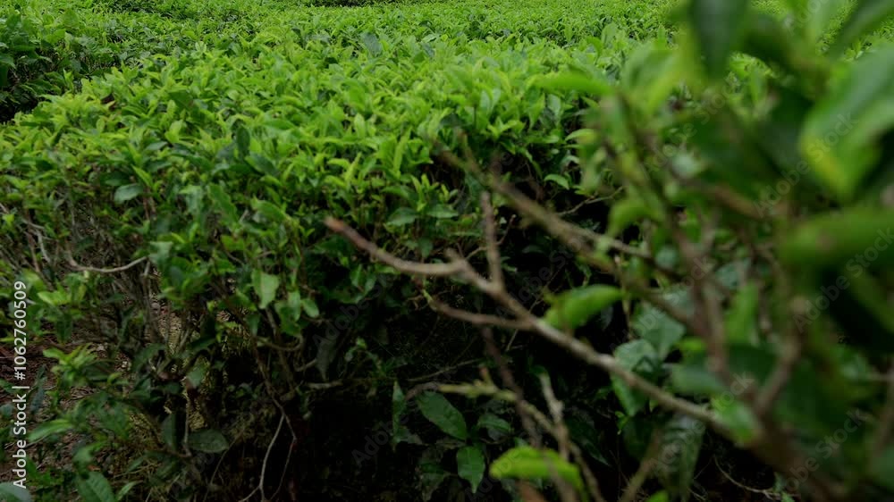 Reveal shot of tea plantation with wooden walking path and tropical foggy morning sky Reveal shot of tea plantation with wooden walking path and tropical foggy morning sky