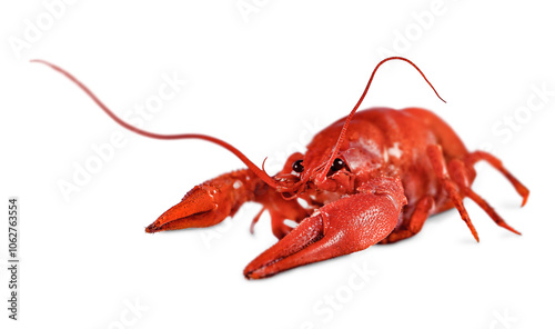 One boiled crayfish with beautiful antennae isolated on white background. photo