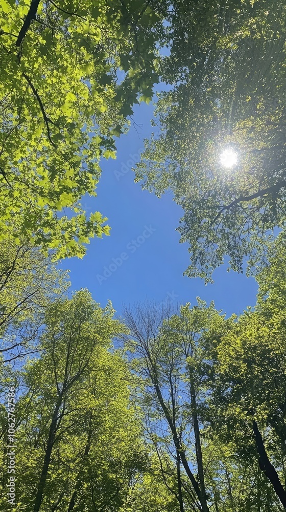 Obraz premium Serene View of Sunlight Filtering Through Lush Green Tree Tops Against Clear Blue Sky