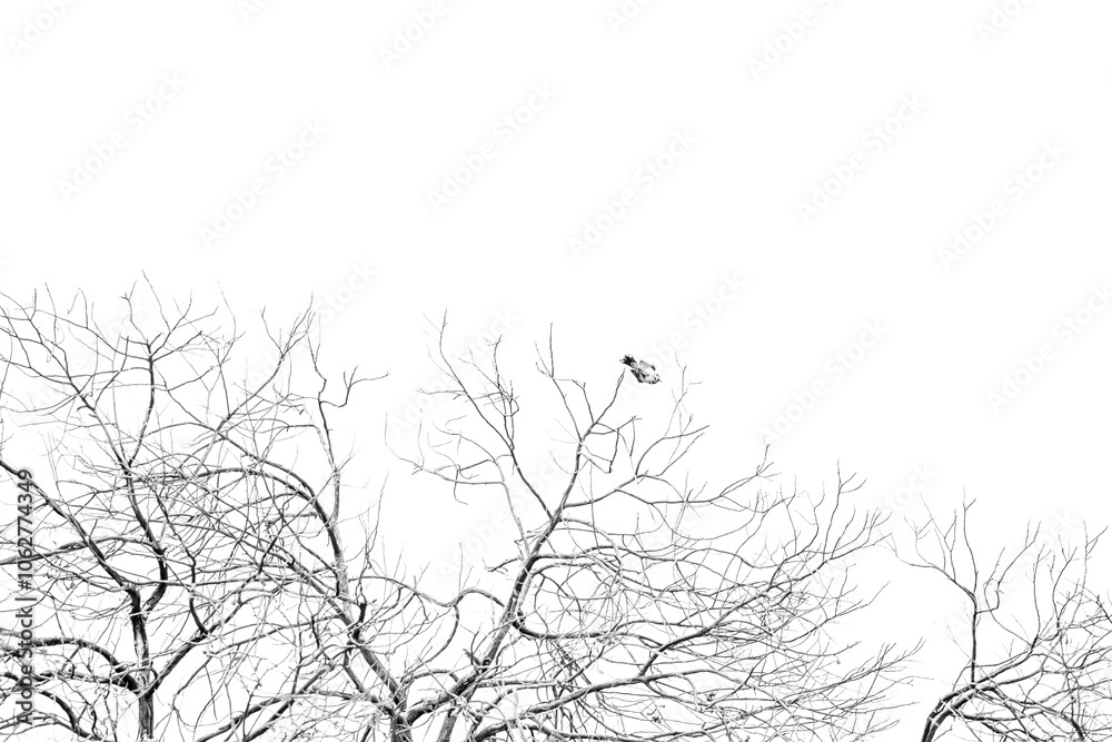 A sparse, minimalist black and white image of a bird and bare tree branches. A sparse, minimalist black and white image of a bird and bare tree branches.